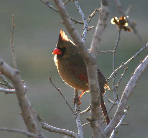 lady-cardinal
